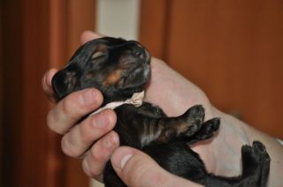 Jamniki d�ugow�ose